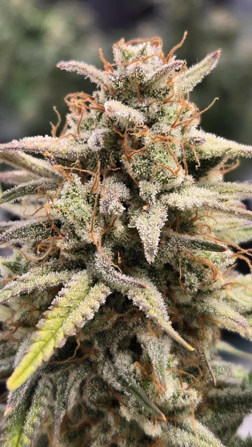 AppleStrudelAuto. Week 8