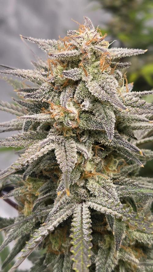 AppleStrudelAuto. Week 8