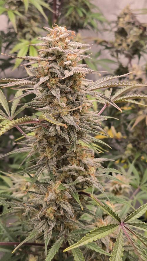 AppleStrudelAuto. Week 8