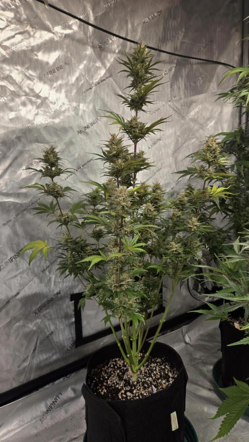 AppleStrudelAuto. Week 8