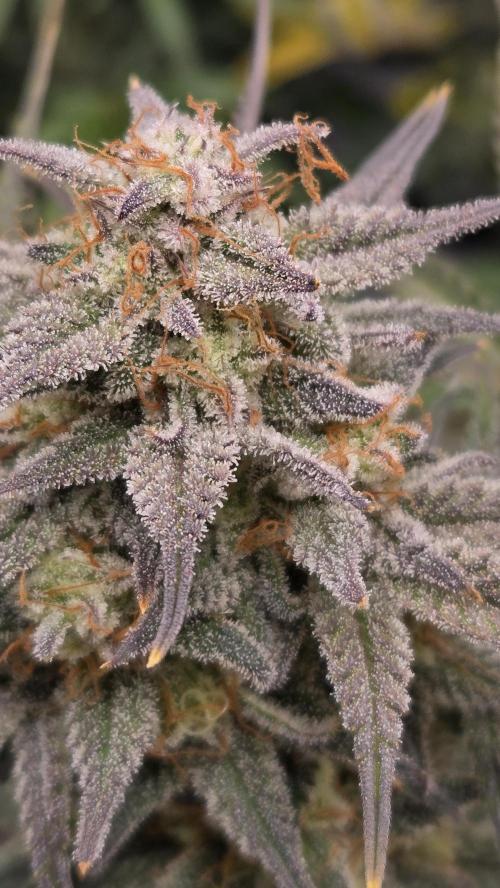 AppleStrudelAuto. Week 8