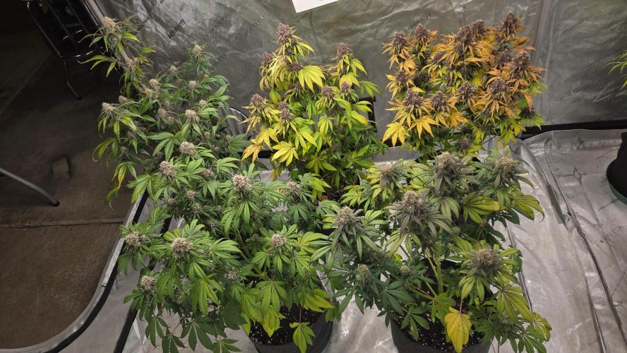 Banana Purple Punch Auto (RF3). Week 7