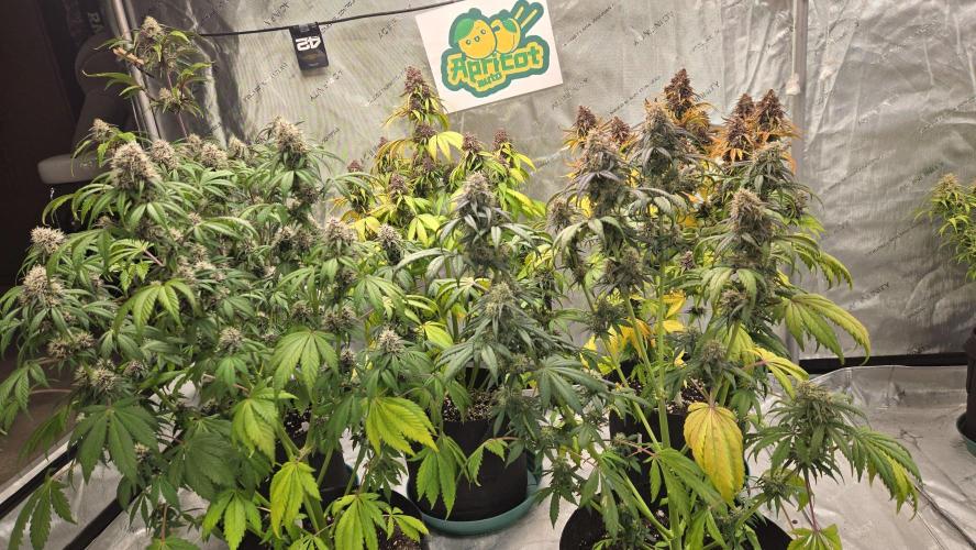 Banana Purple Punch Auto (RF3). Week 7