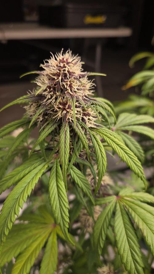 Banana Purple Punch Auto (RF3). Week 7