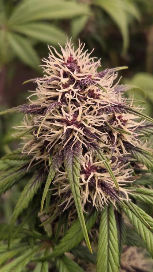 Banana Purple Punch Auto (RF3). Week 7