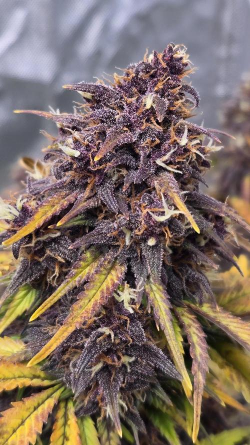 Banana Purple Punch Auto (RF3). Week 7