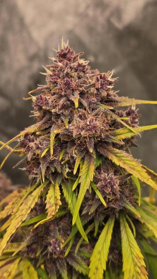 Banana Purple Punch Auto (RF3). Week 7