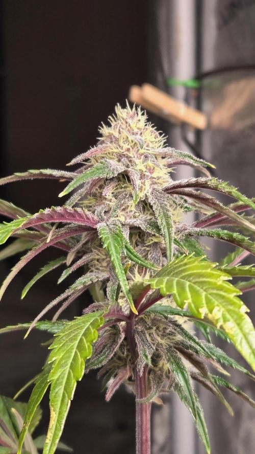 Banana Purple Punch Auto (RF3). Week 7