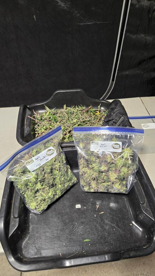 AppleStrudelAuto. Week 9