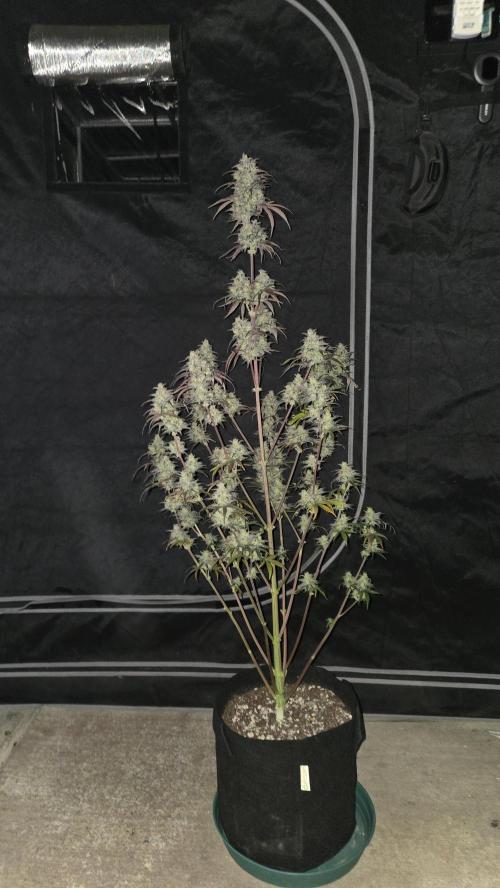 AppleStrudelAuto. Week 9