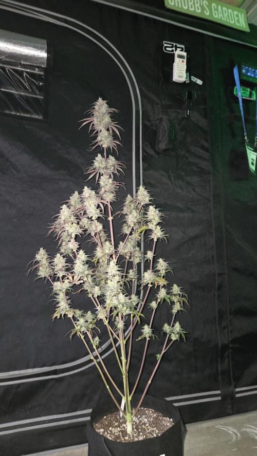 AppleStrudelAuto. Week 9