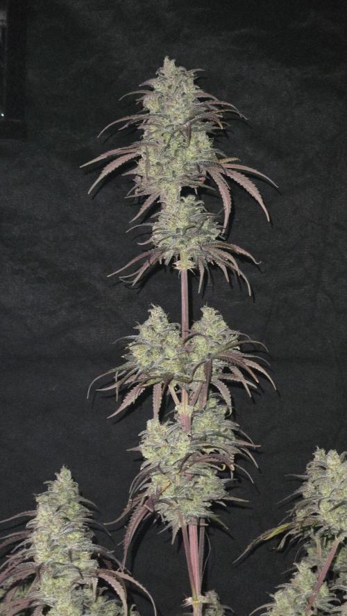 AppleStrudelAuto. Week 9