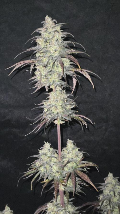 AppleStrudelAuto. Week 9