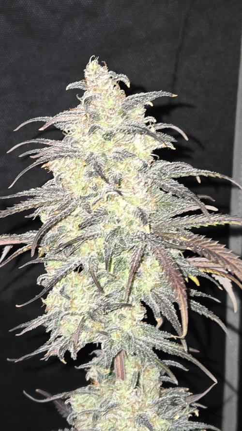 AppleStrudelAuto. Week 9