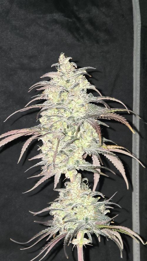 AppleStrudelAuto. Week 9