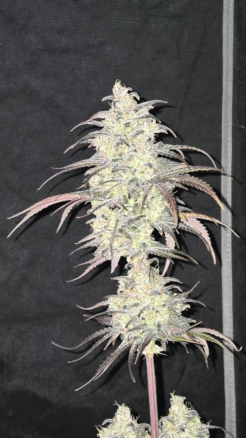 AppleStrudelAuto. Week 9