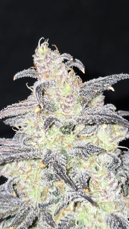 AppleStrudelAuto. Week 9