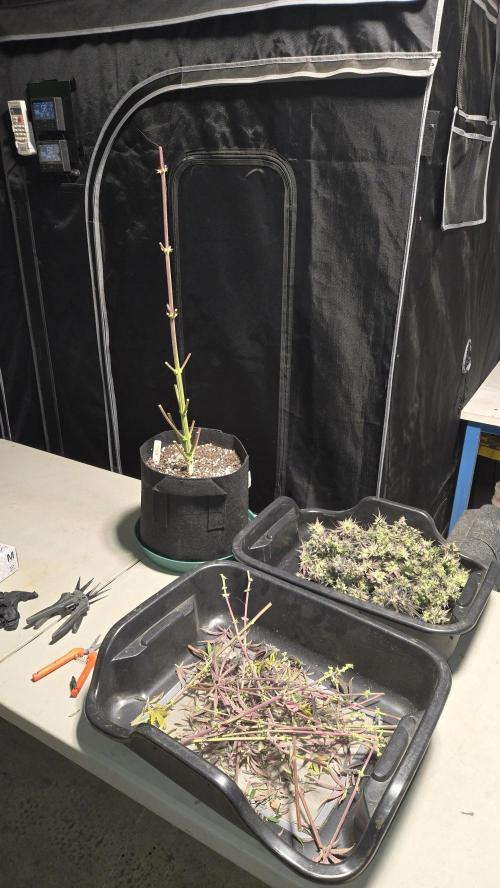 AppleStrudelAuto. Week 9