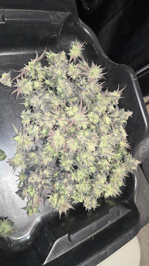 AppleStrudelAuto. Week 9