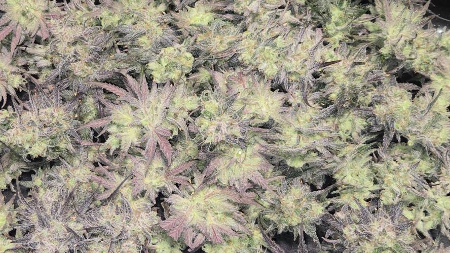 AppleStrudelAuto. Week 9