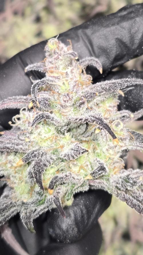 AppleStrudelAuto. Week 9