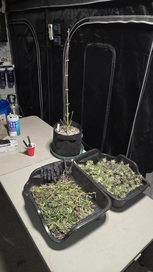 AppleStrudelAuto. Week 9