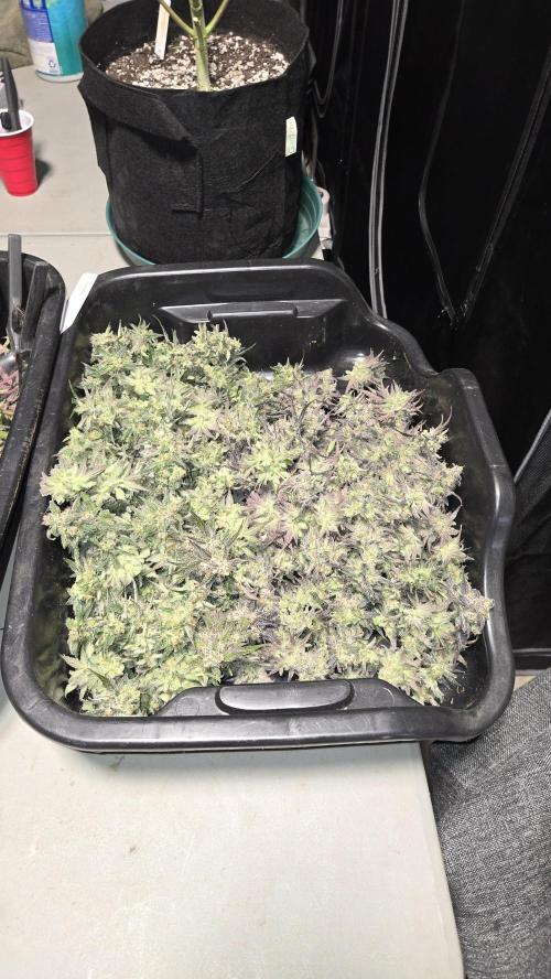 AppleStrudelAuto. Week 9