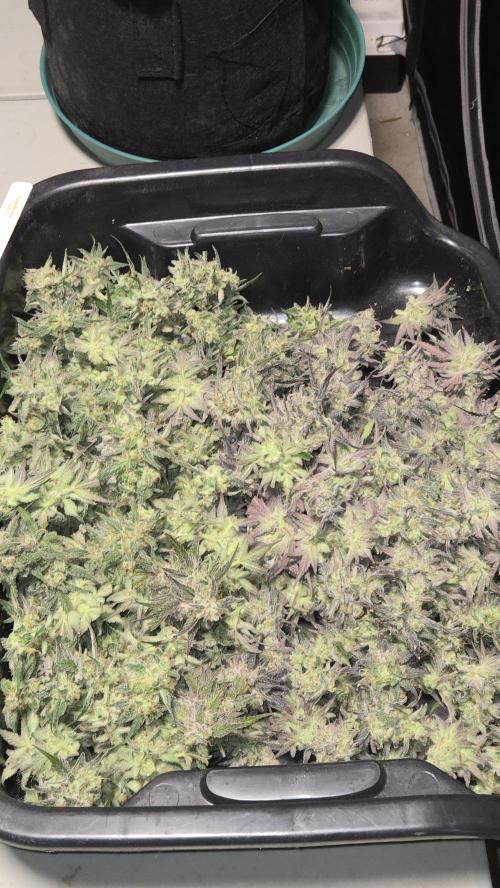 AppleStrudelAuto. Week 9