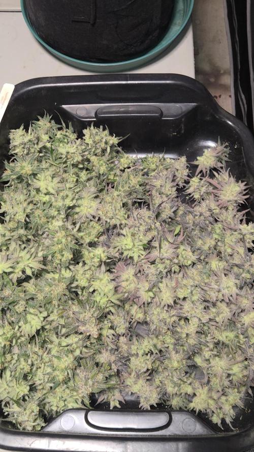 AppleStrudelAuto. Week 9