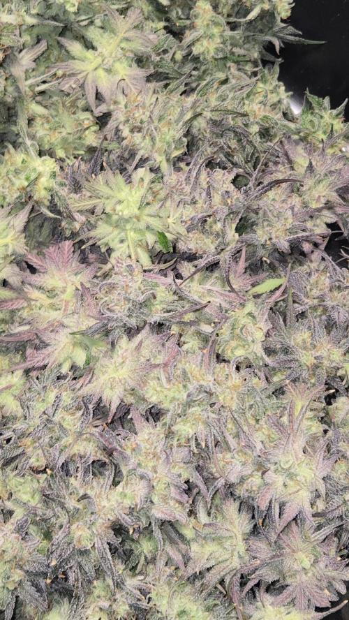 AppleStrudelAuto. Week 9