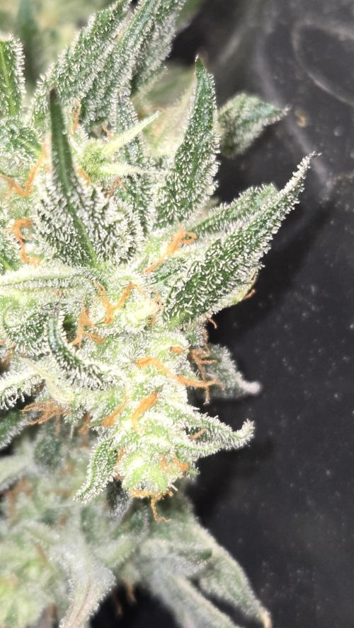 AppleStrudelAuto. Week 9