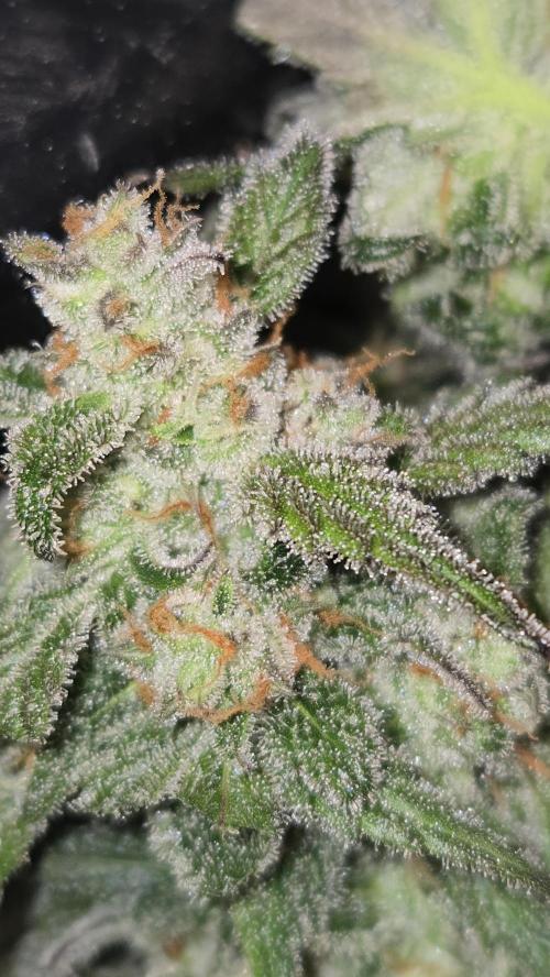 AppleStrudelAuto. Week 9