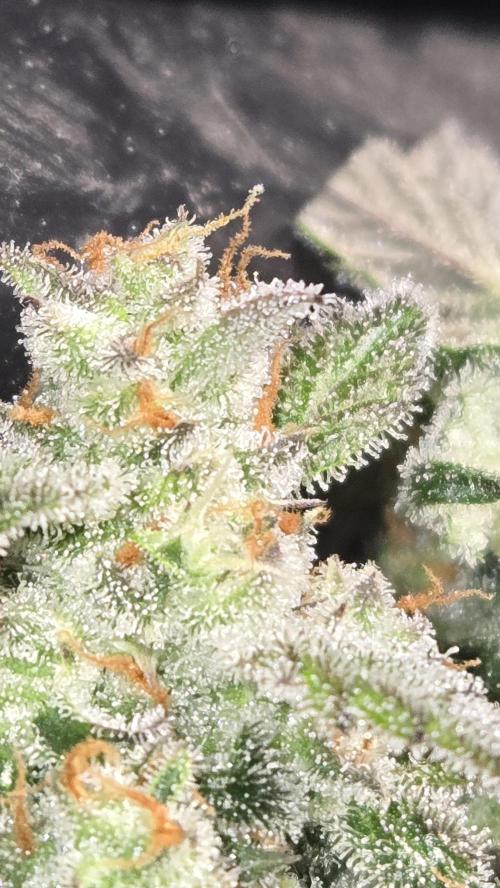 AppleStrudelAuto. Week 9