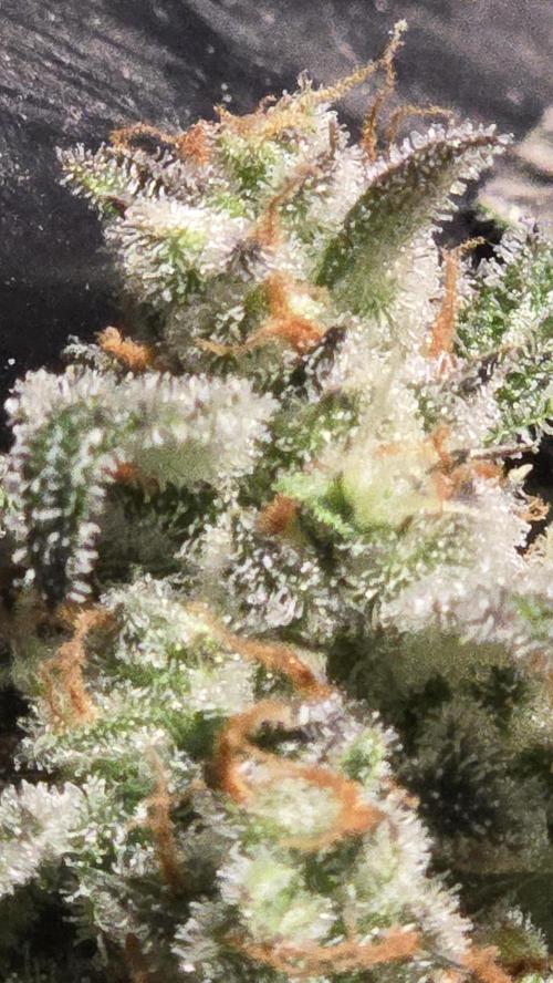 AppleStrudelAuto. Week 9