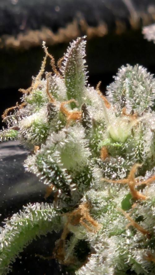 AppleStrudelAuto. Week 9