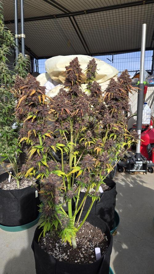 Banana Purple Punch Auto (RF3). Week 8