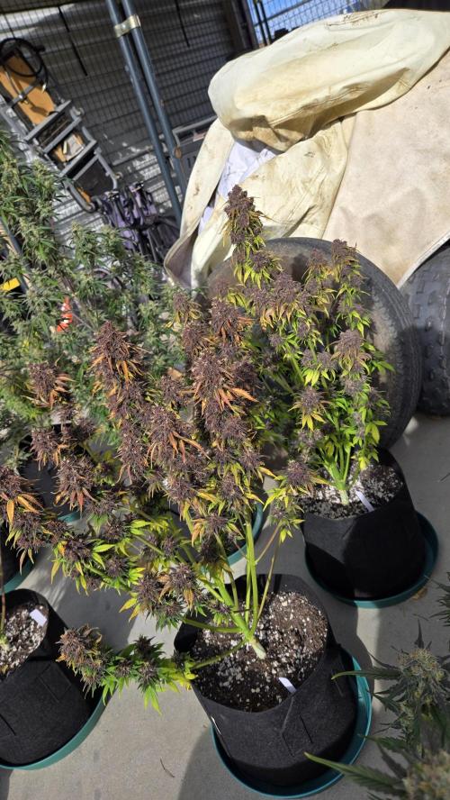 Banana Purple Punch Auto (RF3). Week 8