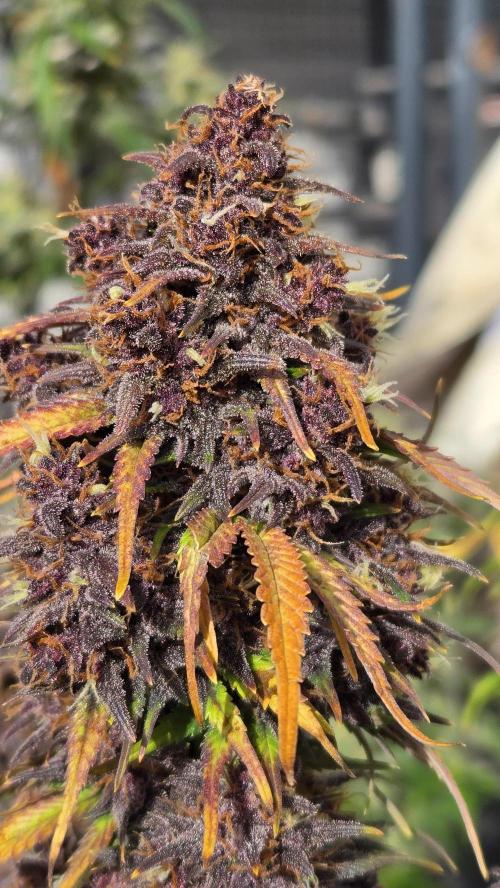 Banana Purple Punch Auto (RF3). Week 8