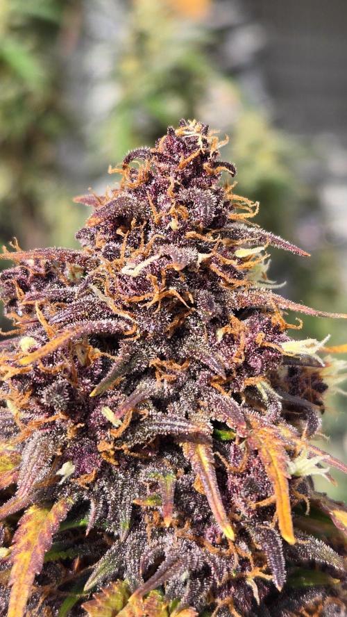 Banana Purple Punch Auto (RF3). Week 8