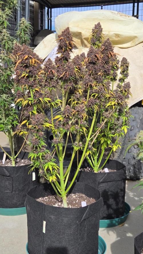 Banana Purple Punch Auto (RF3). Week 8