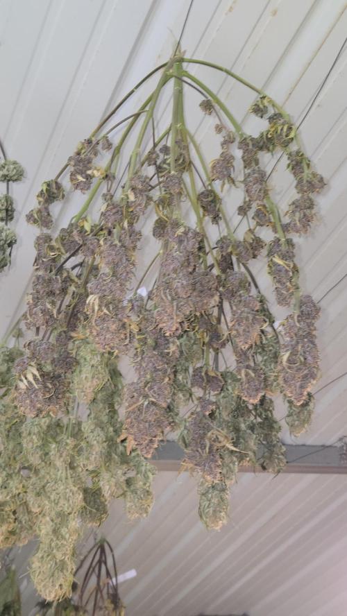 Banana Purple Punch Auto (RF3). Week 9