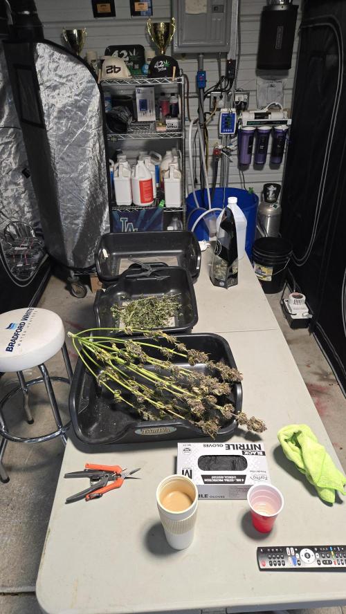 Banana Purple Punch Auto (RF3). Week 9