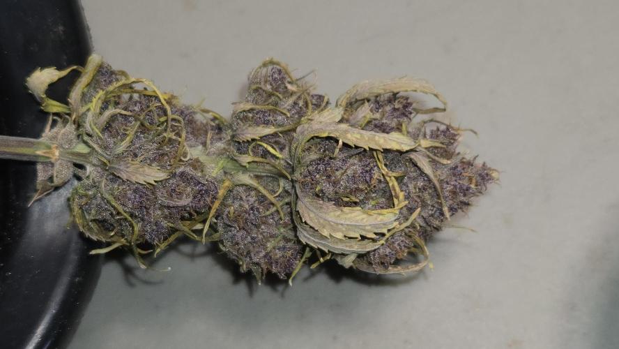 Banana Purple Punch Auto (RF3). Week 9