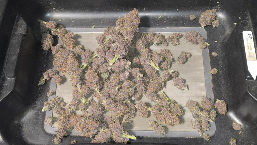 Banana Purple Punch Auto (RF3). Week 9