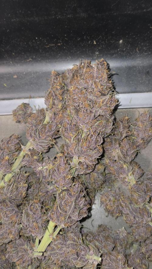 Banana Purple Punch Auto (RF3). Week 9