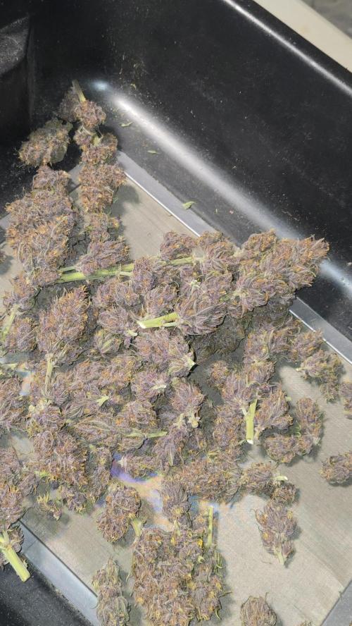 Banana Purple Punch Auto (RF3). Week 9