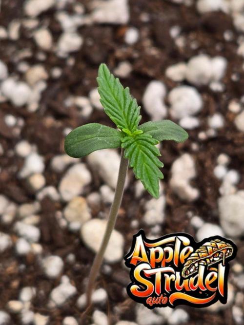 AppleStrudelAuto. Week 0