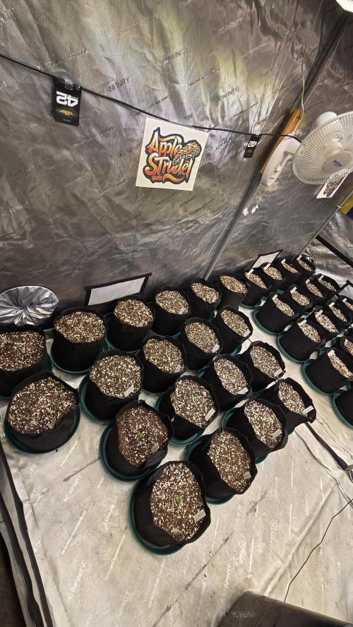 AppleStrudelAuto. Week 0