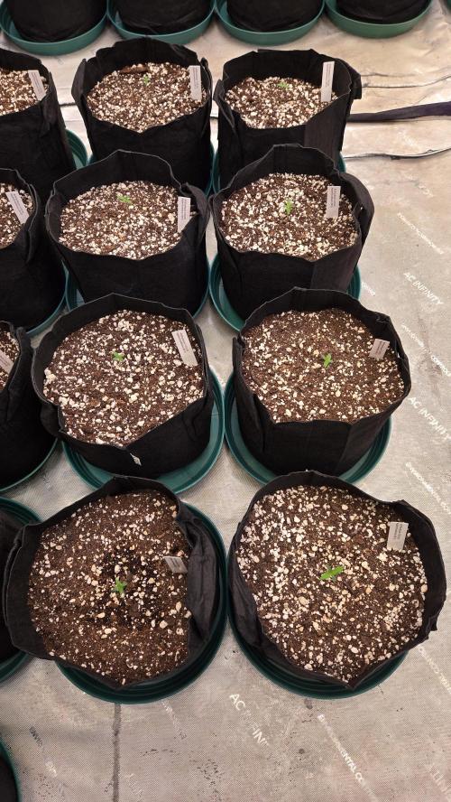 AppleStrudelAuto. Week 0