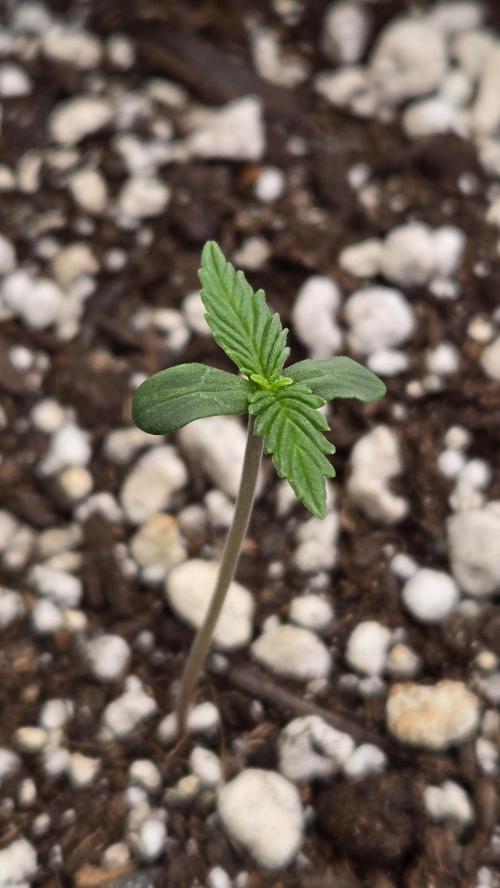 AppleStrudelAuto. Week 0